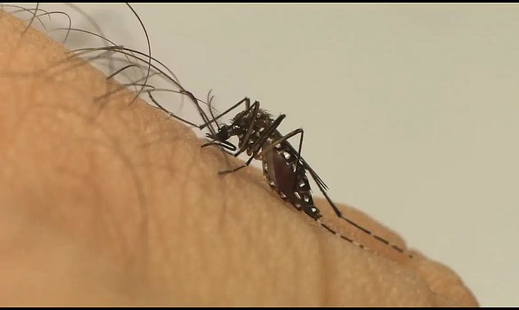 dengue viçosa